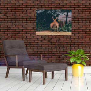 Két zsiráf képe (70x50 cm)