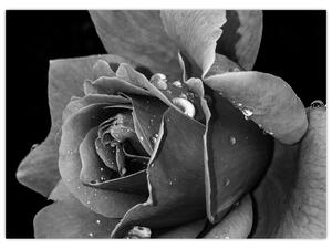 Rózsa képe - fekete fehér (70x50 cm)