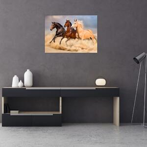 Kép - Vad lovak (70x50 cm)
