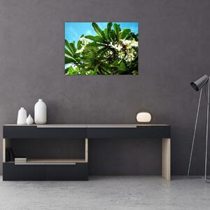 Kép - Plumeria (üvegen) (70x50 cm)