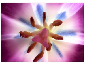 Kép - Tulipán virág részletesen (70x50 cm)