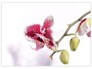 Orchidea virág képe (70x50 cm)