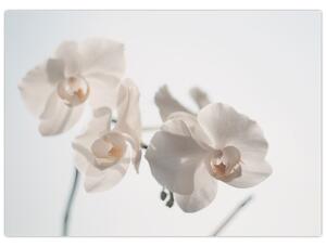 Fehér orchidea képe (üvegen) (70x50 cm)