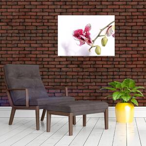 Orchidea virág képe (70x50 cm)
