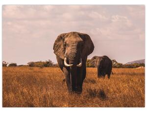 Kép - Az elefánt érkezése (70x50 cm)
