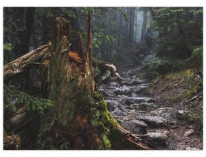 Kép - Az erdőben (70x50 cm)