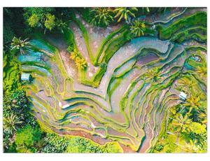 A rizsföldek képe madártávlatból (70x50 cm)