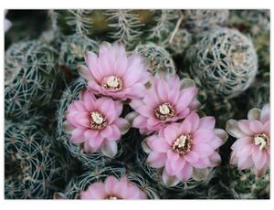 Kaktusz virágának képe (70x50 cm)