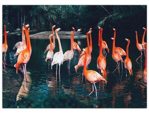 Flamingók csordája (70x50 cm)