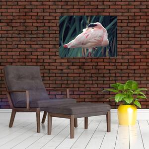 Kép - Flamingó (70x50 cm)
