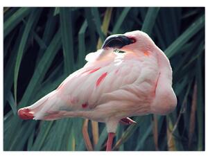 Kép - Flamingó (70x50 cm)
