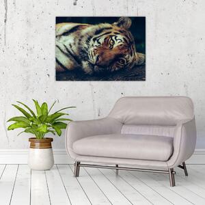 Kép - Szibériai tigris (70x50 cm)