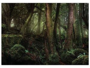 Kép - Titokzatos erdő (70x50 cm)