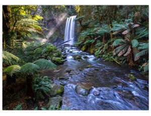 Ausztrál esőerdő képe (70x50 cm)