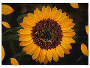 Kép - Napraforgók és a virágszirmok (70x50 cm)