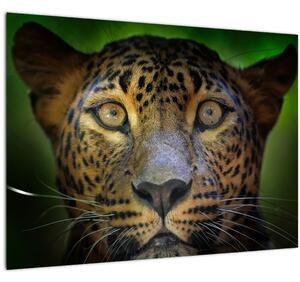 Kép - Leopárd portré, Sri Lanka (üvegen) (70x50 cm)