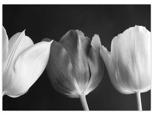 Kép - fekete-fehér tulipán virág (70x50 cm)