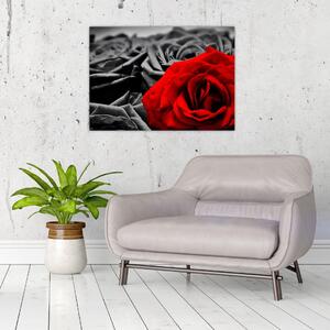 Kép - Rózsa virágok (70x50 cm)