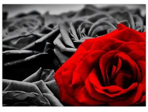 Kép - Rózsa virágok (70x50 cm)