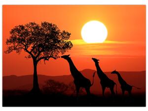 Zsiráfok képe naplementekor (70x50 cm)