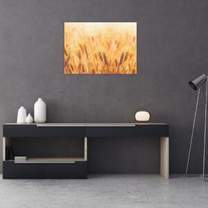 Kép - mező gabonával (70x50 cm)