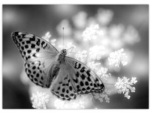 Kép - Részlet egy virágot beporzó pillangóról (70x50 cm)