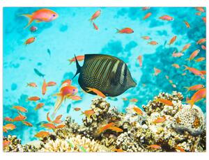 A víz alatti világ képe (70x50 cm)