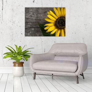 Kép - Napraforgó virága (70x50 cm)