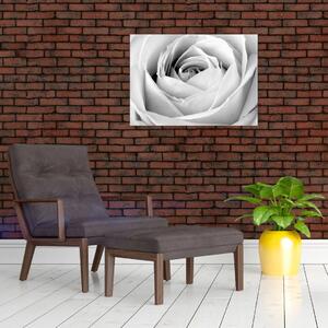 Kép - Rózsa virág részlete (70x50 cm)