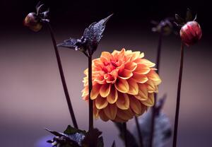 Fotótapéta - Virágok a sötétben (147x102 cm)
