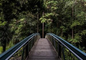 Fotótapéta - Híd a dzsungelbe (147x102 cm)
