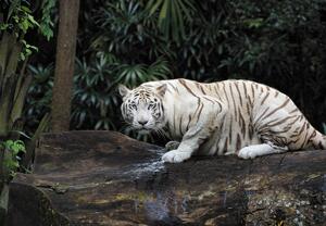 Fotótapéta - Fehér tigris (147x102 cm)