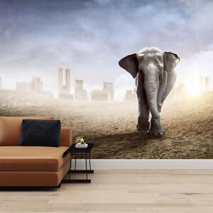Fotótapéta - Elefánt a nagyvárosban (147x102 cm)
