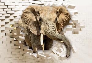 Fotótapéta - Egy elefánt áttör a falon (147x102 cm)