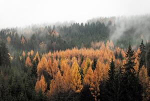 Fotótapéta - Őszi erdő (147x102 cm)