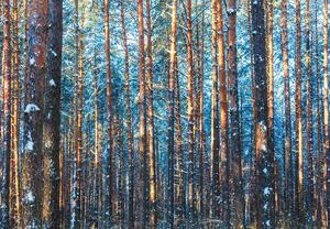 Fotótapéta - Téli erdő (147x102 cm)