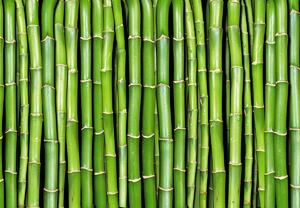 Fotótapéta - Bambusz szár (147x102 cm)