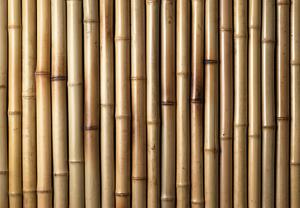 Fotótapéta - Bambusz (147x102 cm)