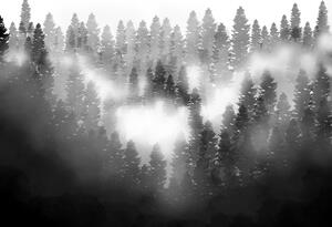 Fotótapéta - Erdő a ködben (147x102 cm)