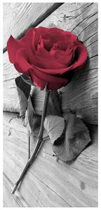 Fotótapéta ajtóra - Vörös rózsa (95x205cm)