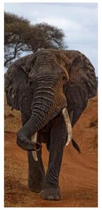 Fotótapéta ajtóra - Elefánt (95x205cm)