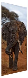 Fotótapéta ajtóra - Elefánt (95x205cm)