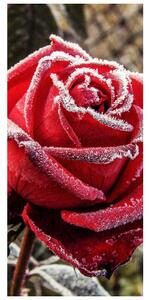 Fotótapéta ajtóra - Jeges vörös rózsa (95x205cm)