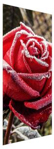 Fotótapéta ajtóra - Jeges vörös rózsa (95x205cm)