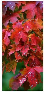 Fotótapéta ajtóra - őszi levelek (95x205cm)