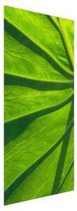 Fotótapéta ajtóra - zöld levelek (95x205cm)