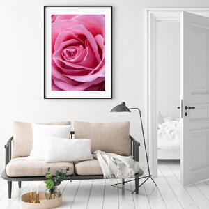Poszter - Rózsaszín rózsa (A4)