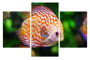 Egy hal képe (90x60 cm)