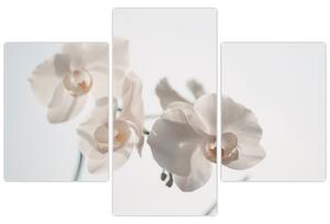 Fehér orchidea képe (90x60 cm)