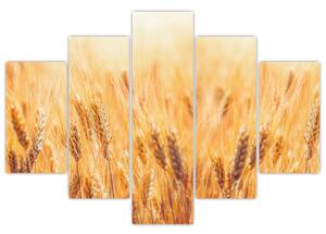 Kép - mező gabonával (150x105 cm)